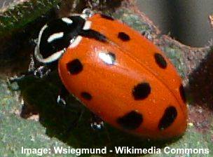 Coccinellidae lady beetles Red and black enamel lady bug sterling silver earrings entomology ladybird beetles