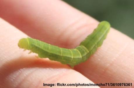 Medium Green Caterpillar 