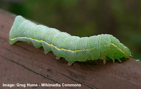 big green caterpillars in ohio