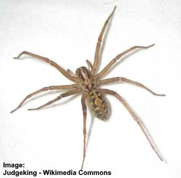 Brown spider with round body and dark bron spots Types Of Spiders With Identification Guide Pictures Names Charts