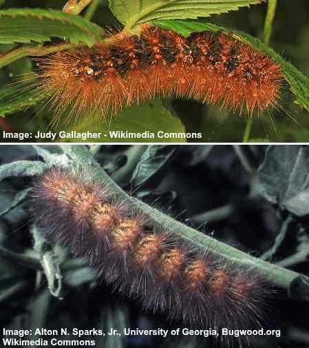 Furry Caterpillar Types With An Identification Chart And Pictures