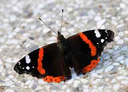 Types of Butterflies: Identification Butterfly Species (Pictures)