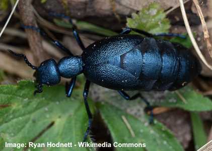黒い甲虫の写真。 American Oil Beetle