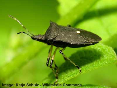 Escarabajo apestoso negro