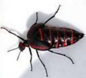 Escarabajo rojo y negro de las ampollas