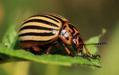 Colorado Potato Beetle