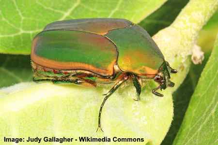 Escarabajo verde de junio