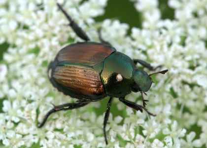 Beetle giapponese