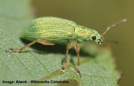 Escarabajo verde pálido
