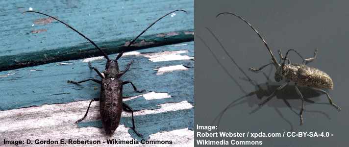 White Spotted Sawyer Beetle