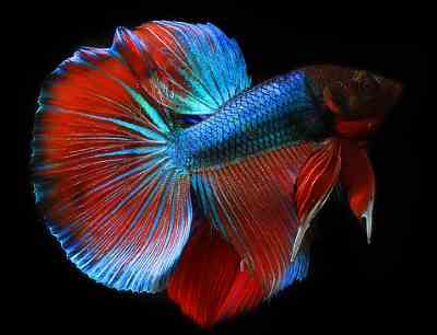 exotic cold water fish