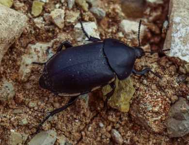 Black Beetles Identification With Pictures Of These Bugs