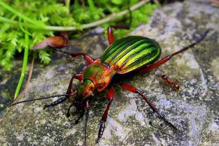 golden ground beetle