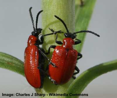 scarlet red beetle