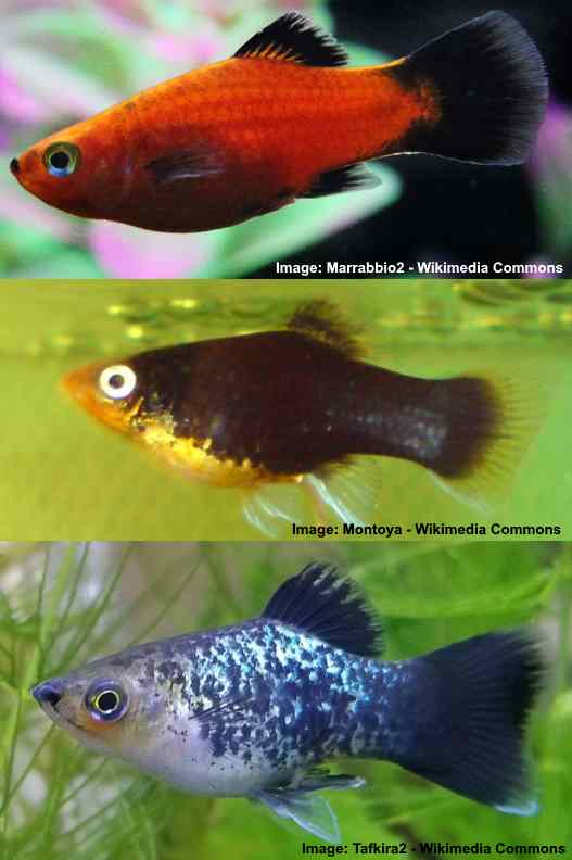 common freshwater fish pets