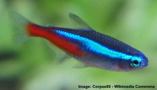 small exotic freshwater fish