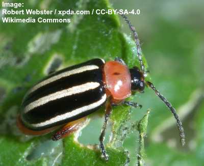 pigweed flea beetle