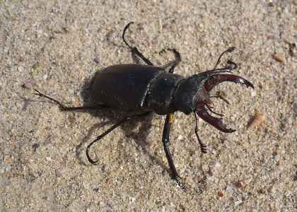 Escarabajo negro: escarabajo ciervo