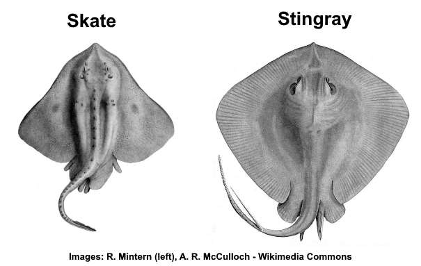 Types of Stingrays: Varieties of Rays (With Skate Facts) – Pictures