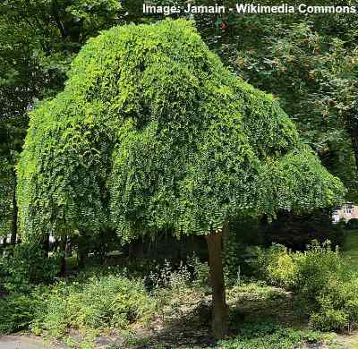 Dwarf Weeping Trees For Landscaping, Weeping Trees For Landscaping